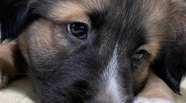 caini pentru adoptie cinci blanosi asteapta sa isi gaseasca o familie iubitoare galerie foto