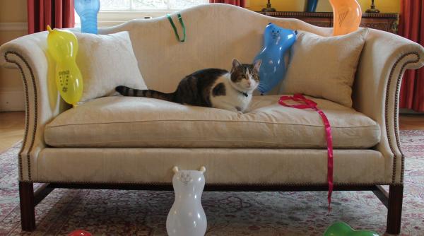 larry pisica prim ministrilor din marea britanie de un deceniu in downing street