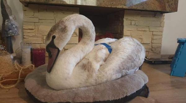 lebada prinsa in gheata pe raul suceava salvata de un trecator avea unul dintre picioare rupt foto