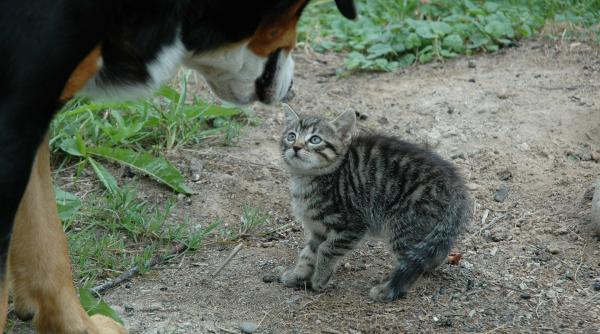 zoonoza boala transmisibila de la animale la om colegiul medicilor veterinari masuri de prevenire la ce sa fim atenti