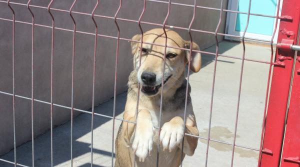 caini pentru adoptie cinci suflete isi asteapta omul pe care sa l iubeasca toata viata galerie foto