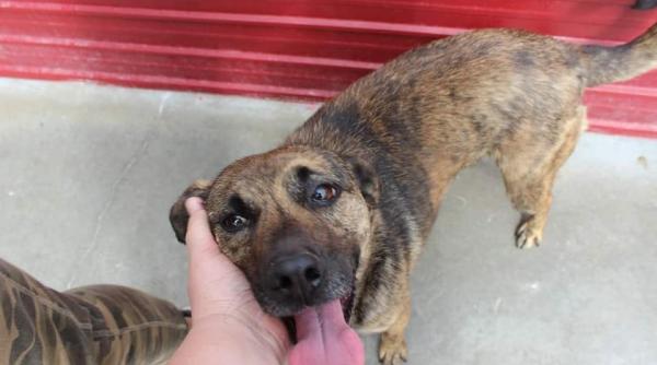 galerie foto caini pentru adoptie dragoste neconditionata pentru o familie iubitoare copiii vor avea in el cel mai bun prieten