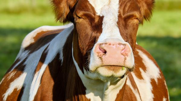 pacientii dintr un spital raniti de o vaca animalul a intrat in sala de asteptare video