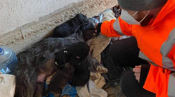 caine si a hranit puii pana la ultima suflare