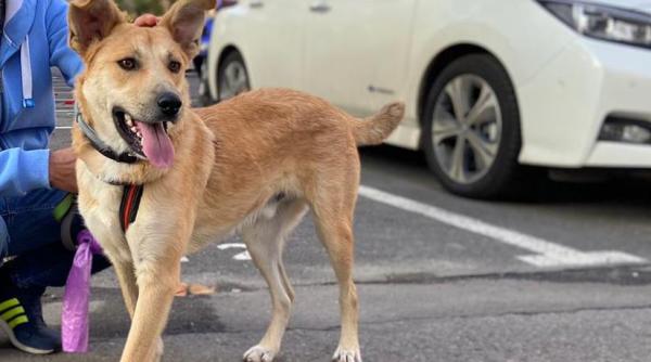 caini pentru adoptie ofera o sansa unor suflete nevinovate trei inimioare te asteapta galerie foto