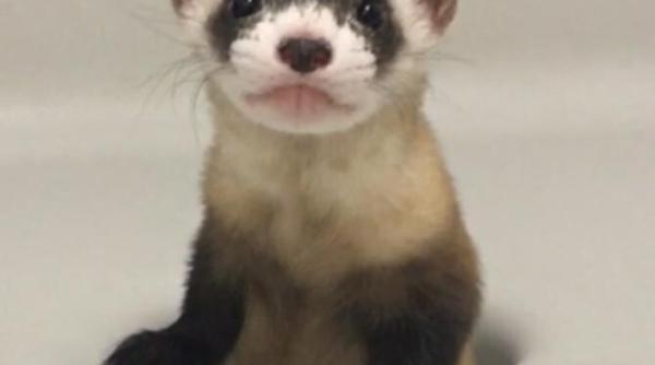 foto cercetatorii au clonat cu succes dihorul american specie pe cale de disparitie