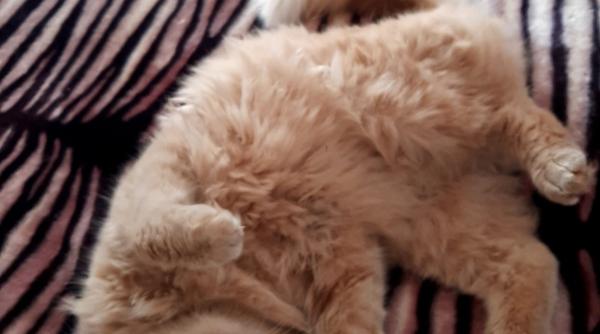 felix motanul furat de la gradina zoologica din neamt s a intors acasa ce se va intampla cu cel care l a luat