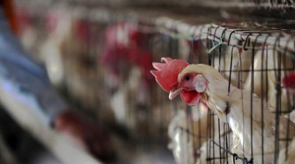 primele cazuri de infectare umana cu varianta ah5n8 a gripei aviare oms informare oficiala