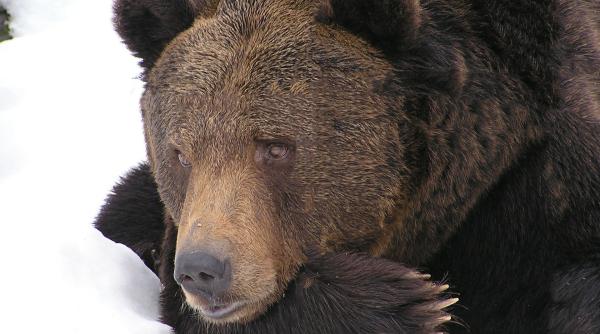 ro alert in predeal  un urs a speriat turistii de pe partia sub teleferic