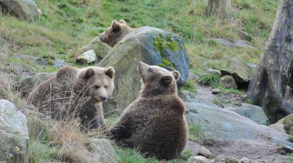 ursuleti scosi din barlog si aruncati in zapada stadiul anchetei animalele nu au fost gasite
