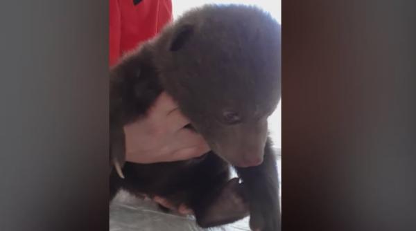 pui de urs in varsta de 3 saptamani salvat dintr o exploatare forestiera mama lui nu s a mai intors asa ca a fost dus la orfelinat video
