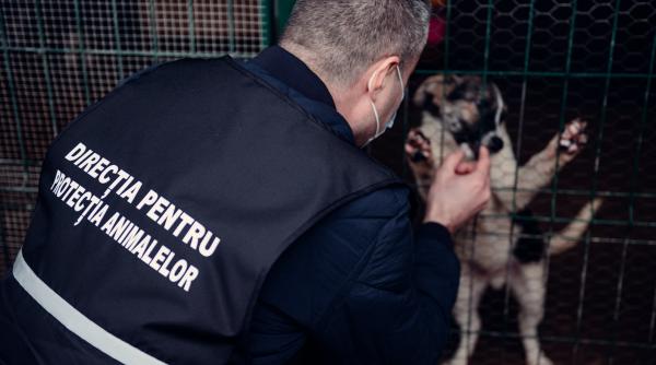 reguli noi daniel radu seful politiei animalelor ce trebuie sa faci daca vezi un animal se afla in pericol