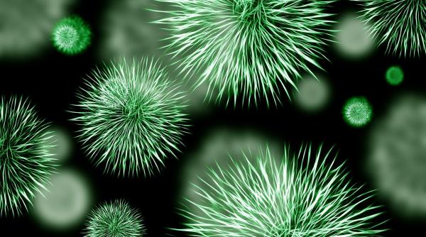 virusul nipah ameninta omenirea cu o noua pandemie noi precizari ale cercetatorilor