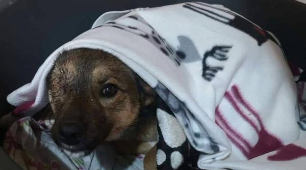 catelusa batuta cu bestialitate de fostul stapan era des folosita drept sac de box de catre un tata abuziv si alcoolic