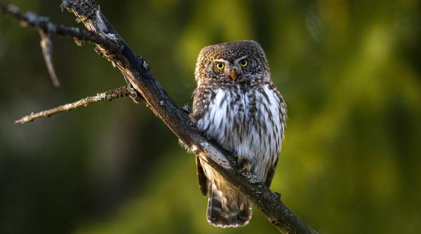 ciuvica cea mai mica bufnita din europa a fost surprinsa in salbaticia bucovinei