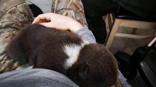 povestea din spatele salvarii ursuletului din muntii fagaras