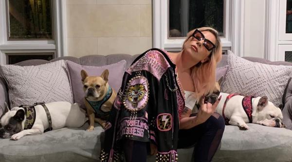 barbatul care i plimba cainii lui lady gaga impuscat cainii au fost furati