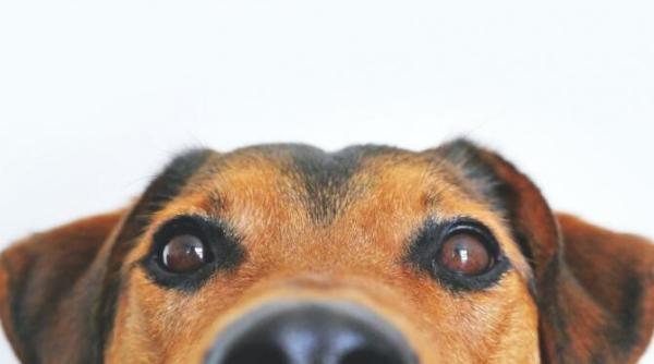 cainii antrenati sa depisteze persoane cu sars cov 2 vor fi trimisi pe aeroportul sibiu