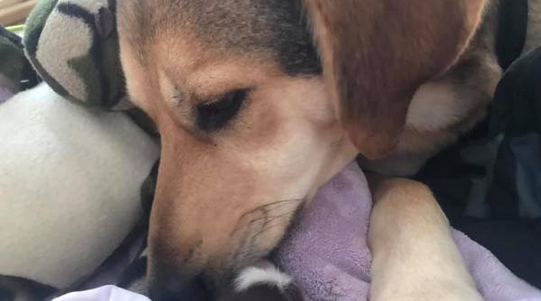 catel cu doua cozi si sase picioare cum e posibil