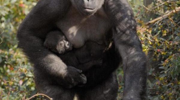 gorila infectata cu noul coronavirus la gradina zoologica din praga