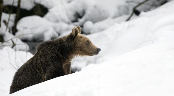 udmr miscare la bruxelles pentru reducerea ursilor din romania marinescu apel catre iohannis guvern parlament si politia animalelor