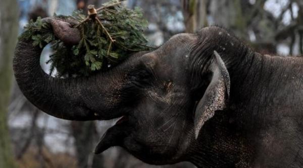 un elefant a ucis un angajat de la zoo cu o singura lovitura de trompa in spania