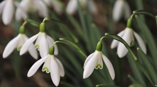 ghioceii sunt protejati prin lege in romania ce nu ai voie sa faci