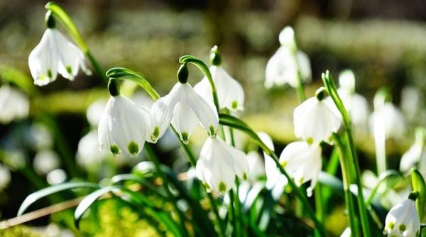 primavara capricioasa  elena mateescu  anm  luna martie nu se dezminte