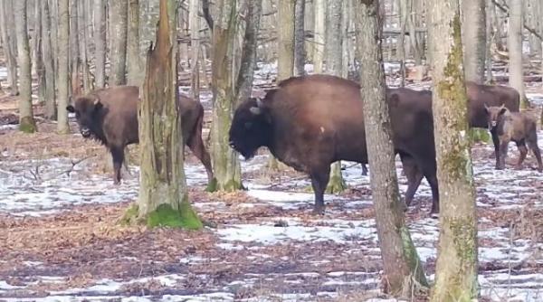 zimbri in libertate intr o padure din neamt video