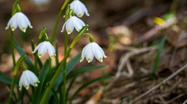 zodiac martie 2021 horoscopul pentru fiecare zodie dezvaluit de catre astrologul daniela simulescu
