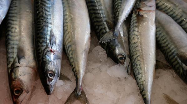 cum vezi daca pestele pe care l ai cumparat este proaspat testul care ti spune adevarul