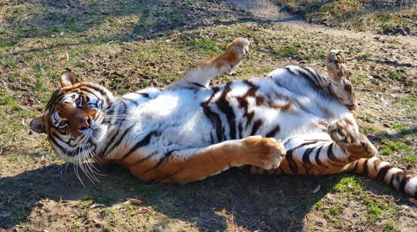 imagini tari cu tigri si lei bucurandu se de soare la zoo ploiesti
