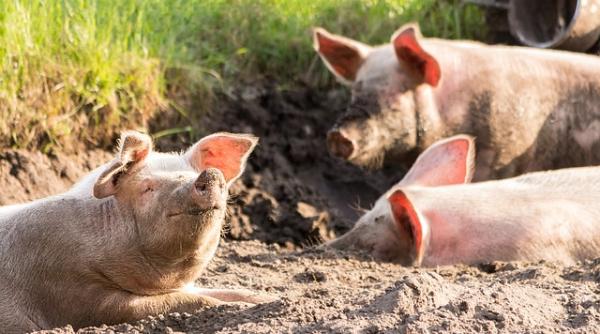 pesta porcina africana 22 de focare in alba lista