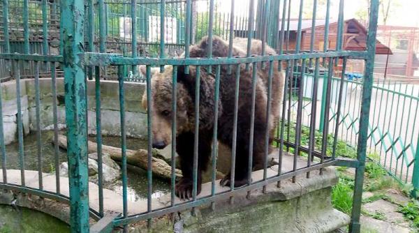 proiect de lege controversat gradinile zoologice vor putea sa impuste animalele marinescu prostie sau triada criminala