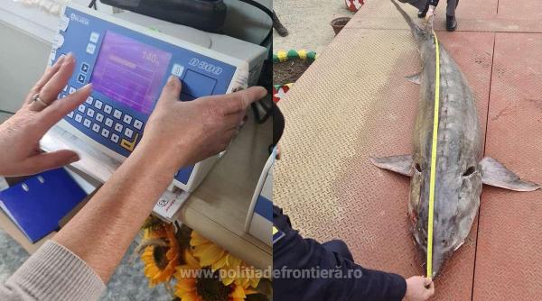 sturion gigant de 140 kilograme si peste 2 5 metri eliberat in tulcea braconierii il carau cu o caruta