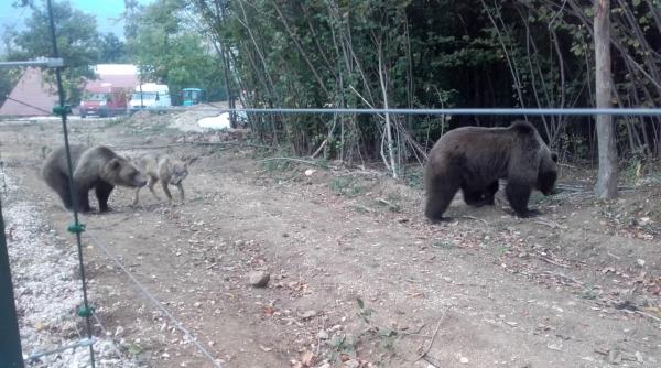 impuscarea animalelor la zoo deputatii pnl s au sucit si au decis retragerea initiativei legislative