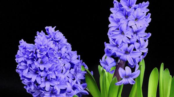 zambilele adevarul ascuns din spatele florii vedeta a primaverii ce mesaj transmit