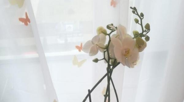 zodia partenerei iti spune ce cadou sa ii faci de 8 martie 2021 de ziua femeii