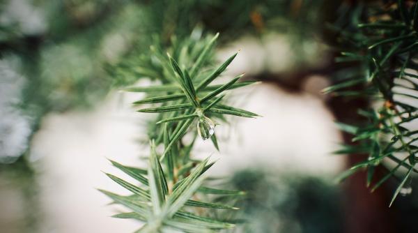 amenajarea unei ghetarii si conservarea puietilor de brad video