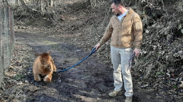 godina informatiile care il vor speria despre criticul daniel cristea enache tzanca urganu al literaturii romanesti fata in fata cu dictionarul