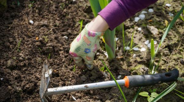 gradinarit pregatirea si fertilizarea solului cum se face