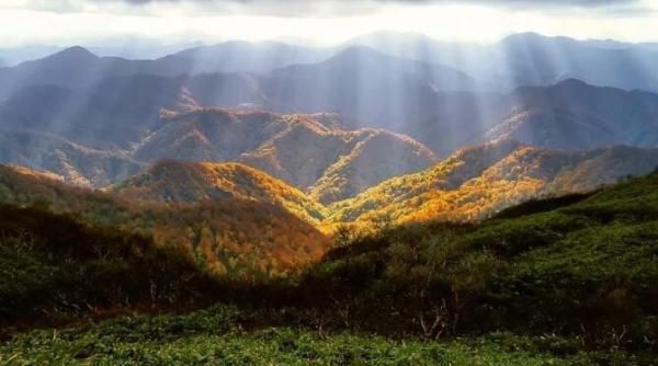 peste 170 000 de copaci vor fi plantati in vrancea