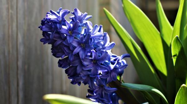 zambile in ghiveci cum le ingrijesti si unde trebuie sa le tii daca vrei sa reziste mult timp