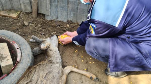 caprioara salvata dupa ce a intrat in mai multe gospodarii si s a ranit