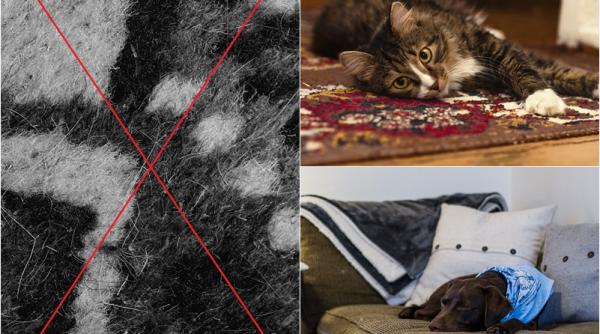cum cureti parul de animale de pe covor si canapea metode eficiente