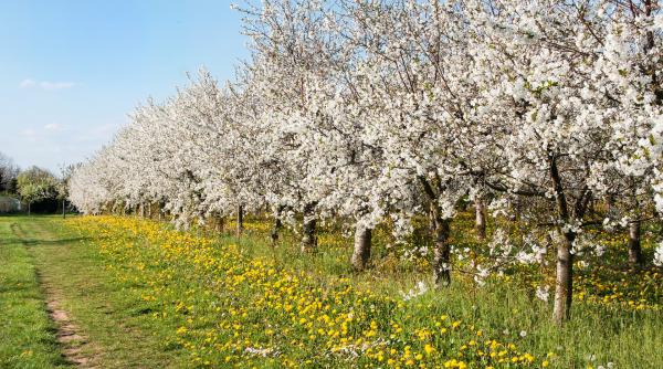 cum plantezi pomii fructiferi la ce distanta trebuie pusi fata de gardul vecinului ce spune legea
