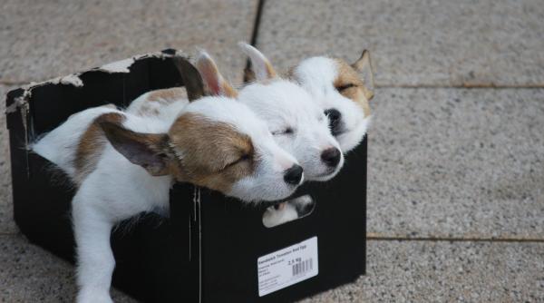 dosar penal pentru femeia care a abandonat intr un sac patru pui de caine