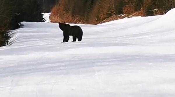 un urs a alergat printre schiorii din predeal cum a decurs intalnirea video