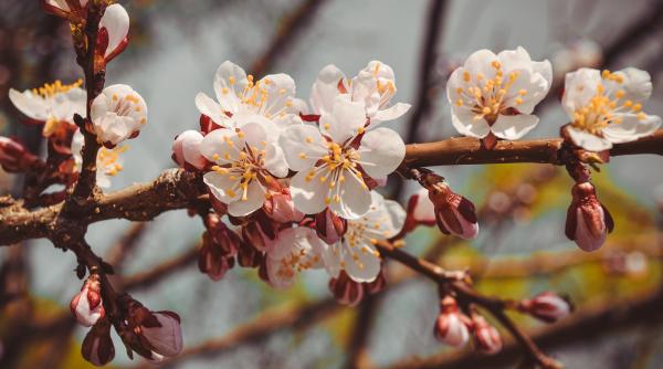 cand se planteaza pomii fructiferi care este temperatura optima prof dr florin stanica explicatii