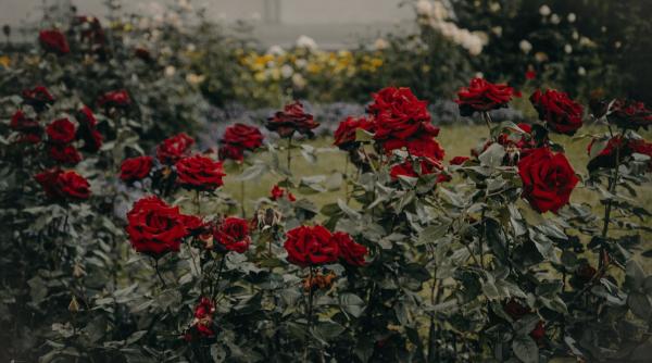 cand se planteaza trandafirii